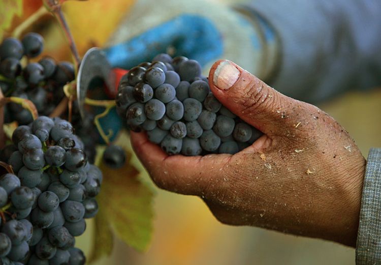 Eric Ross Winery Harvest