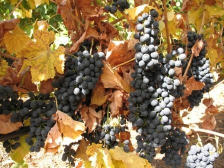 Peterson Vineyard, Dry Creek Valley