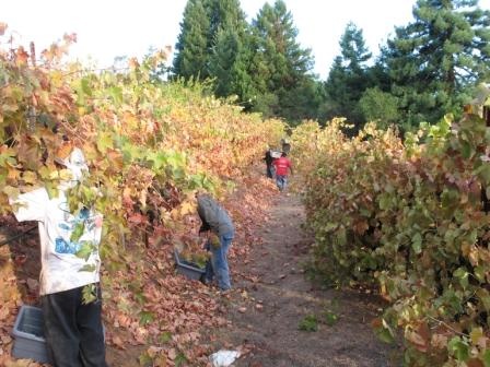 Peterson Winery Vineyards