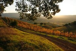 Sunset in the Eric Ross Vineyard